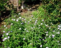 ruellia caroliniensis d.jpg